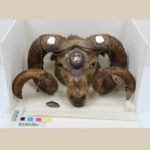 Rams Head Snuff Mull Magnet - Image 2